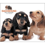 ��� THE DOG DELUXE KALENDER 2010 DACKEL 3031